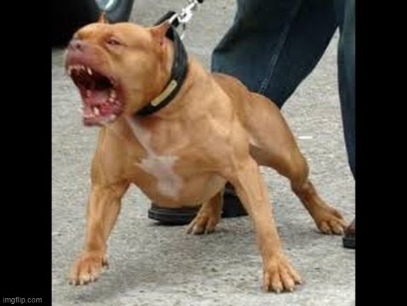 pitbull angry | image tagged in pitbull angry | made w/ Imgflip meme maker