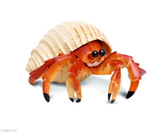 Hermit Crab | image tagged in hermit crab,crab | made w/ Imgflip meme maker