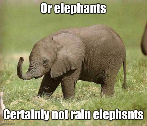 Baby elephant | Or elephants Certainly not rain elephsnts | image tagged in baby elephant | made w/ Imgflip meme maker