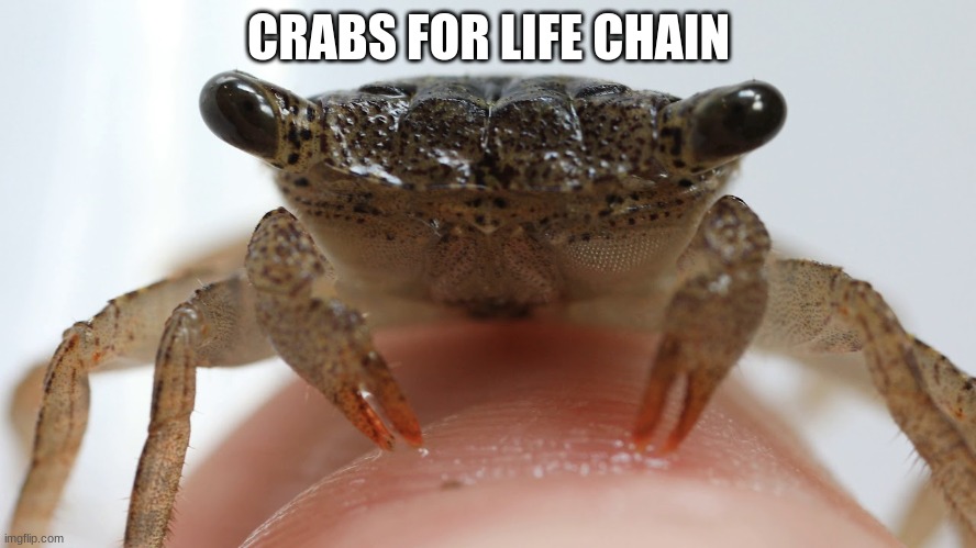 CRABS FOR LIFE CHAIN | image tagged in crab,crabs for life | made w/ Imgflip meme maker