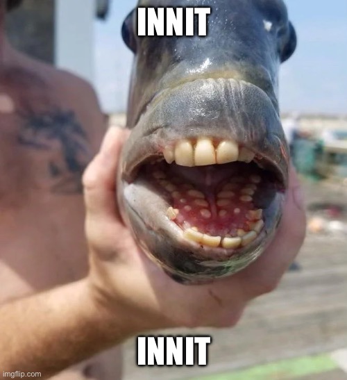 Well at Least British Fish | INNIT; INNIT | image tagged in well at least british fish | made w/ Imgflip meme maker