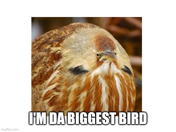 I'm da Biggest Bird | I'M DA BIGGEST BIRD | image tagged in funny memes | made w/ Imgflip meme maker