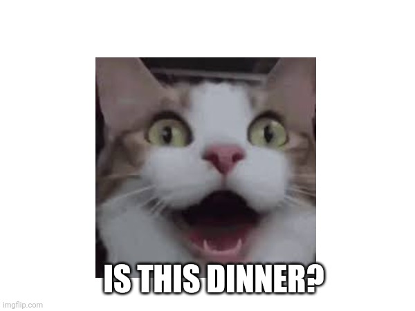 Is This Dinner? | IS THIS DINNER? | image tagged in cats | made w/ Imgflip meme maker