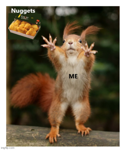 Nuggets | image tagged in chicken nuggets,squirrel,funny memes | made w/ Imgflip meme maker