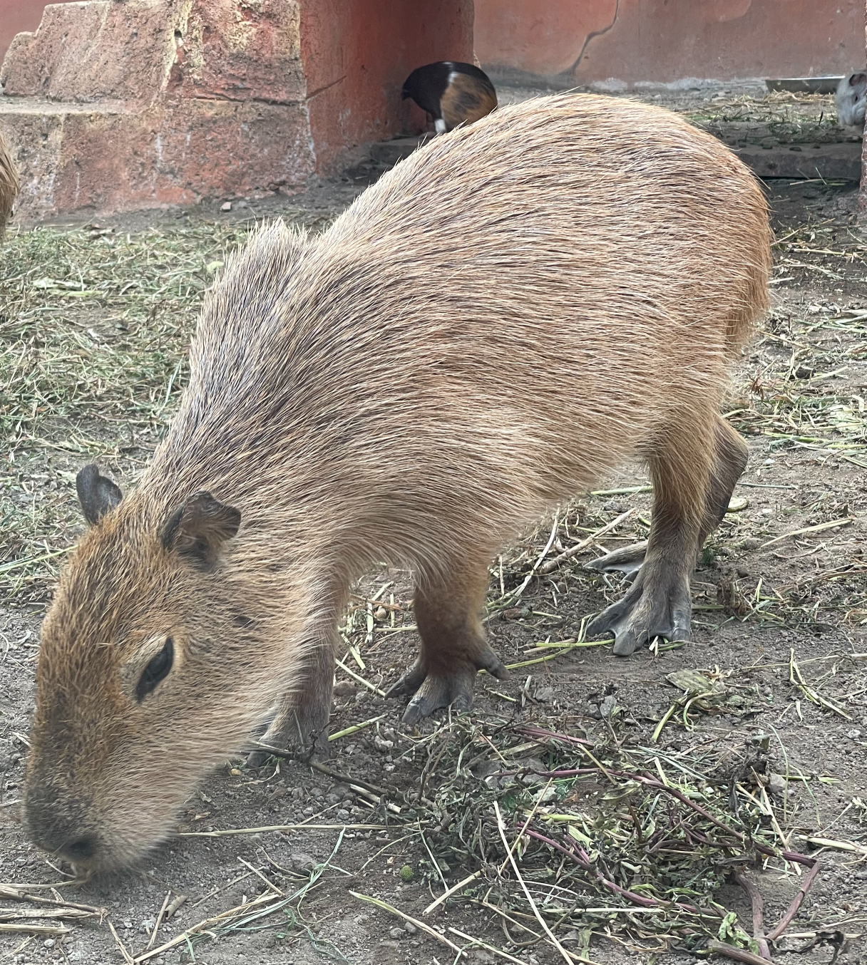 CAPYBARA Blank Meme Template