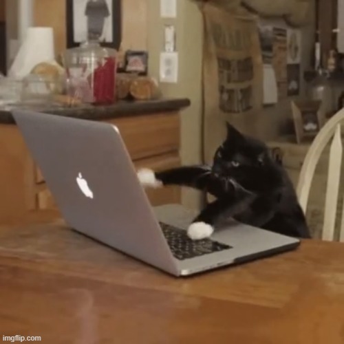 Typing Kitty | image tagged in typing kitty | made w/ Imgflip meme maker