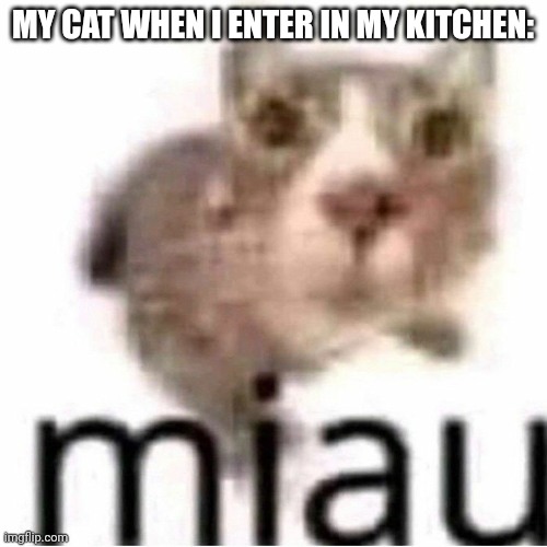 miau | MY CAT WHEN I ENTER IN MY KITCHEN: | image tagged in miau,kitchen,cats,memes,my life | made w/ Imgflip meme maker