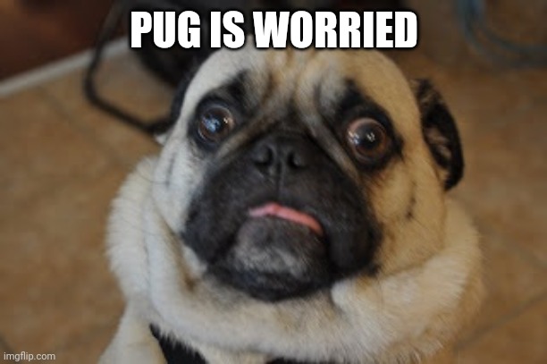 Pug worried | PUG IS WORRIED | image tagged in pug worried | made w/ Imgflip meme maker