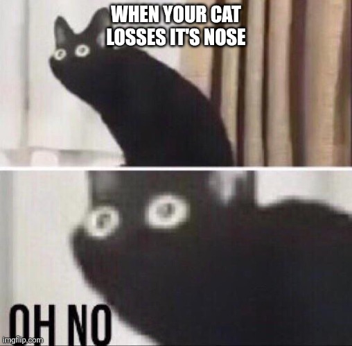No nose cat | WHEN YOUR CAT LOSSES IT'S NOSE | image tagged in oh no cat | made w/ Imgflip meme maker