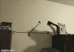 A Cat Miscalculates ! - Imgflip