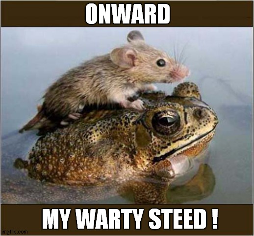 Mouse On Toad ! | ONWARD; MY WARTY STEED ! | image tagged in mouse,toad,onwards | made w/ Imgflip meme maker