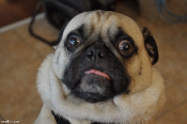 Pug worried | image tagged in pug worried | made w/ Imgflip meme maker