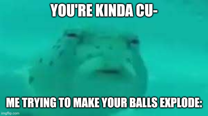 I'm dangerous | YOU'RE KINDA CU-; ME TRYING TO MAKE YOUR BALLS EXPLODE: | image tagged in fish | made w/ Imgflip meme maker