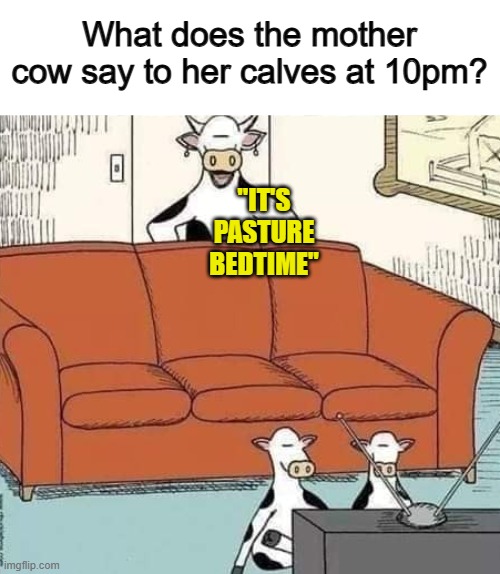XD | What does the mother cow say to her calves at 10pm? "IT'S PASTURE BEDTIME" | made w/ Imgflip meme maker