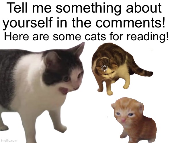 Have a great day! | Tell me something about yourself in the comments! Here are some cats for reading! | image tagged in cats,tell me more | made w/ Imgflip meme maker