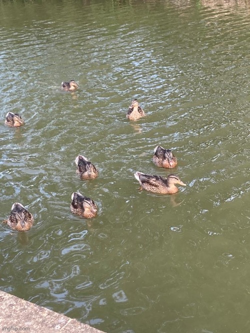Ducks (Canal photo #2) | image tagged in share your photos,ducks | made w/ Imgflip meme maker