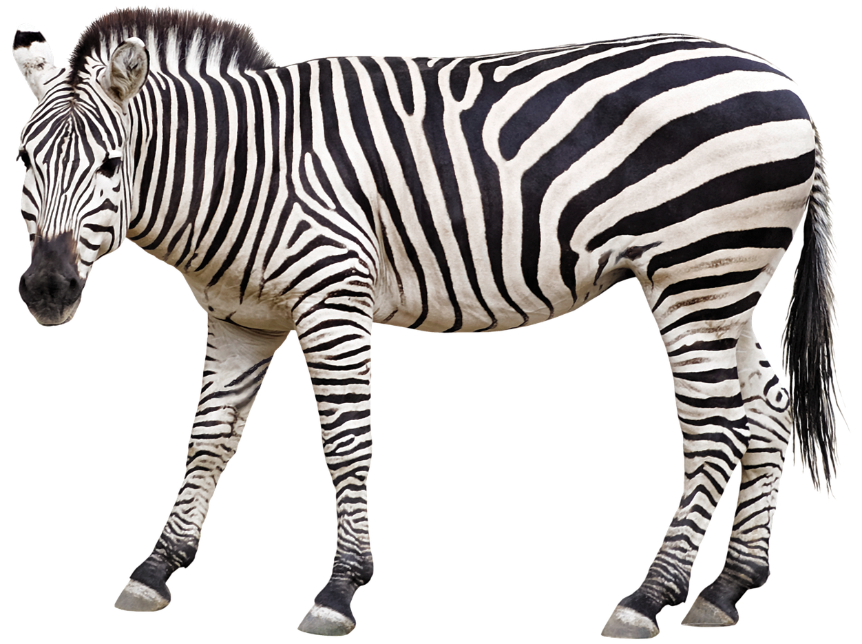 High Quality Zebra Blank Meme Template