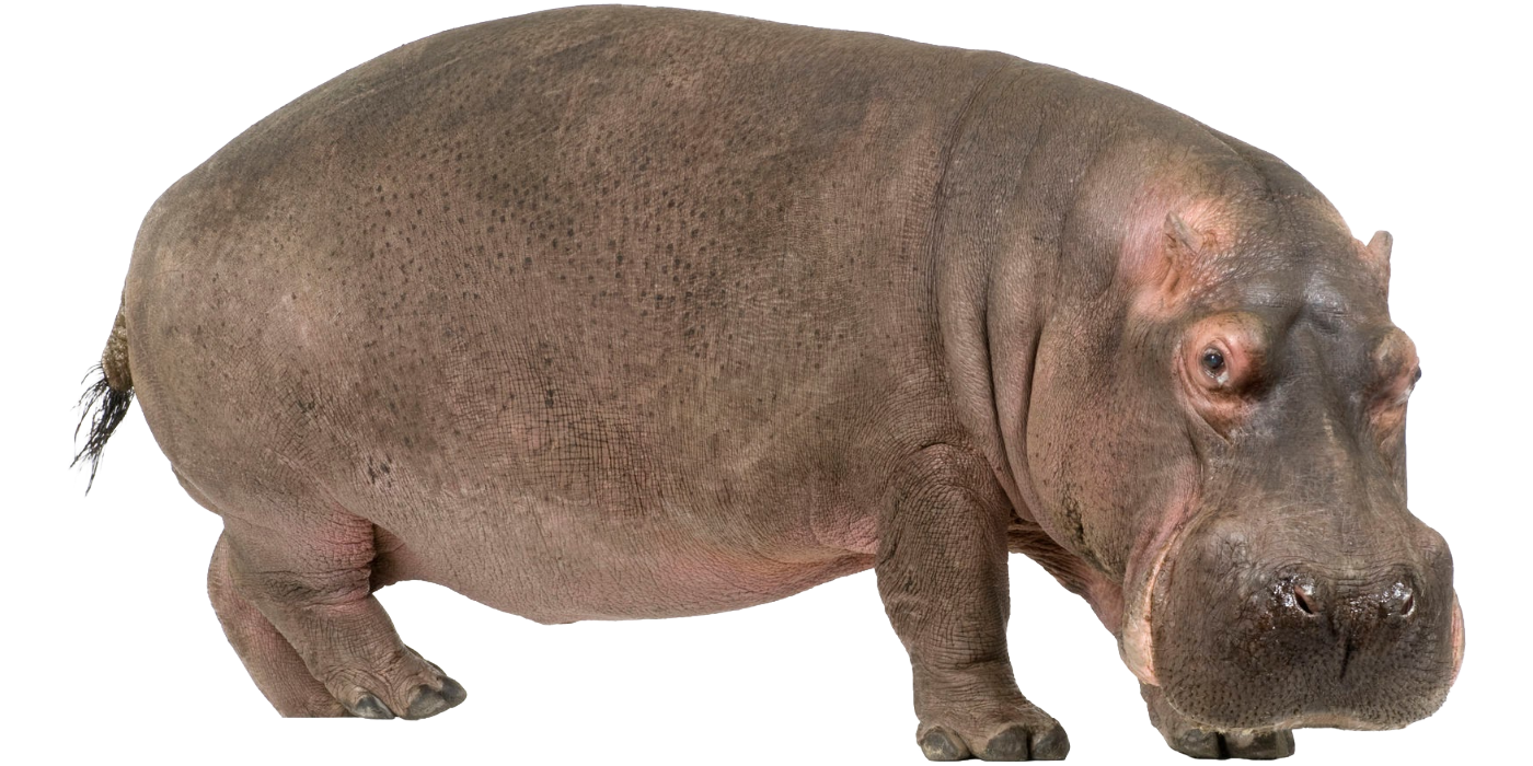 Hippo Blank Meme Template