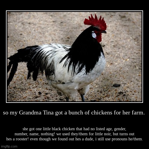 the pic isnt him, but its their breed of rooster | so my Grandma Tina got a bunch of chickens for her farm. | she got one little black chicken that had no listed age, gender, number, name, no | image tagged in demotivationals,chicken,serenity farms | made w/ Imgflip demotivational maker
