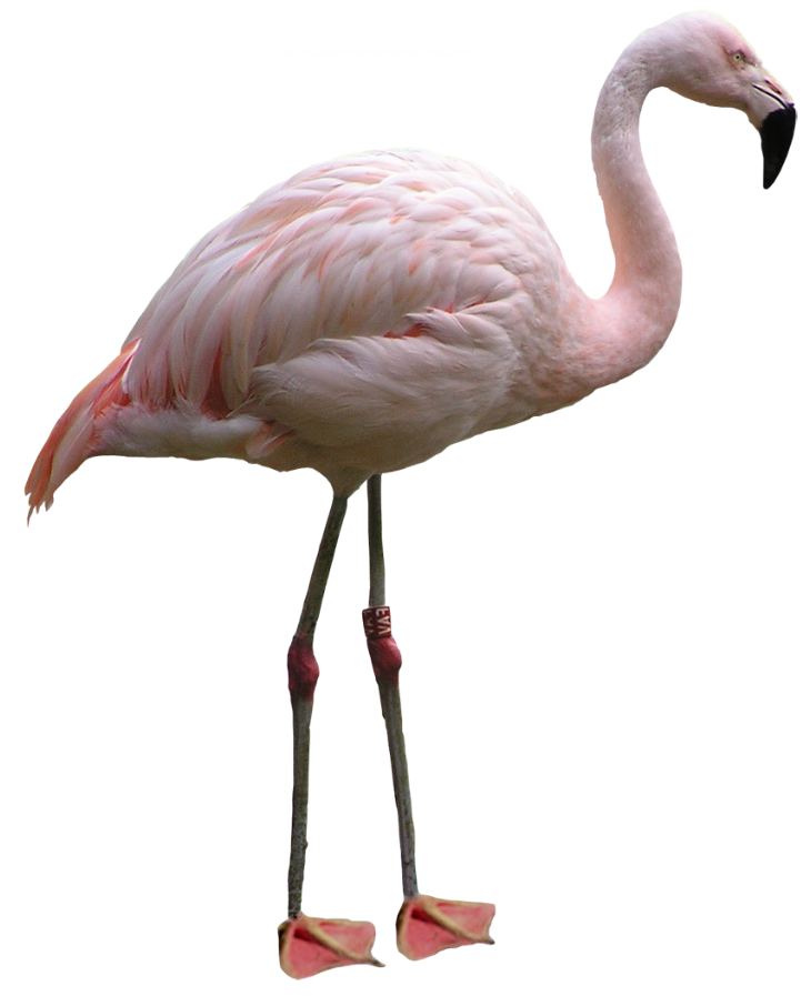 Flamingo Blank Meme Template