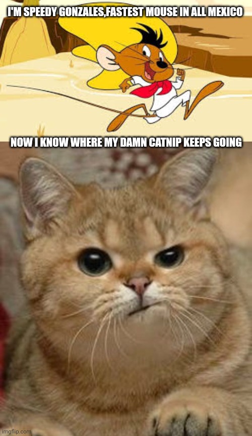 I'M SPEEDY GONZALES,FASTEST MOUSE IN ALL MEXICO; NOW I KNOW WHERE MY DAMN CATNIP KEEPS GOING | image tagged in speedy gonzales,suspicious cat | made w/ Imgflip meme maker