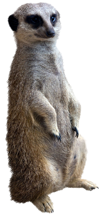 Meerkat Blank Meme Template