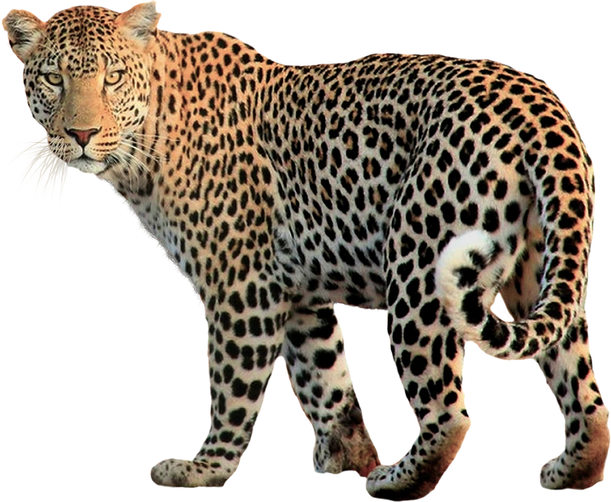 Leopard Blank Meme Template