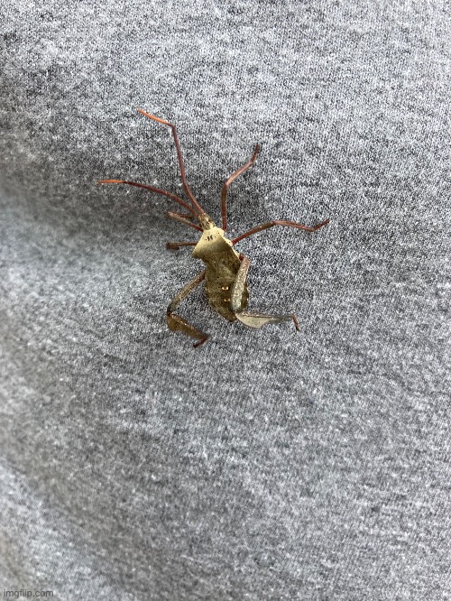 [Road Trip Pic #2] an assassin bug that I found on Dad’s shirt In Louisiana | image tagged in assassin bug,nature,it was on the front of his neck when we found it | made w/ Imgflip meme maker
