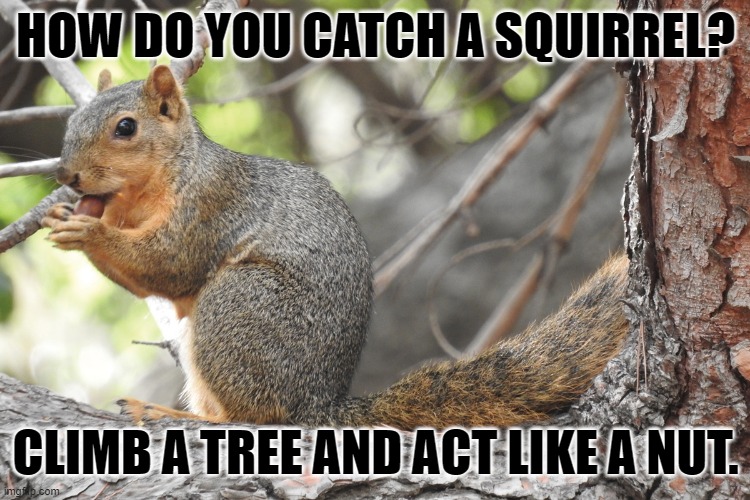 Daily Bad Dad Joke June 26, 2023 | HOW DO YOU CATCH A SQUIRREL? CLIMB A TREE AND ACT LIKE A NUT. | image tagged in squirrel | made w/ Imgflip meme maker