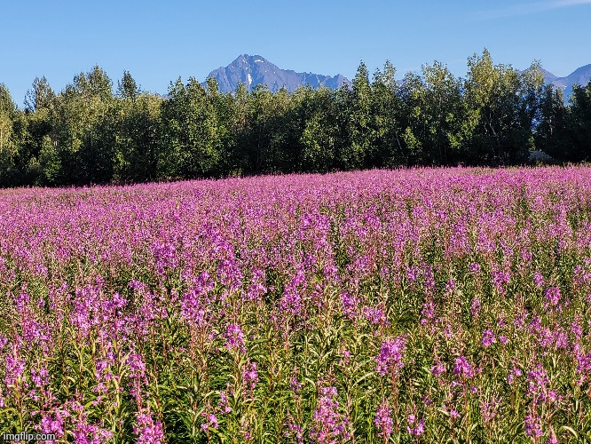 Where else can you see this much fireweed? | made w/ Imgflip meme maker