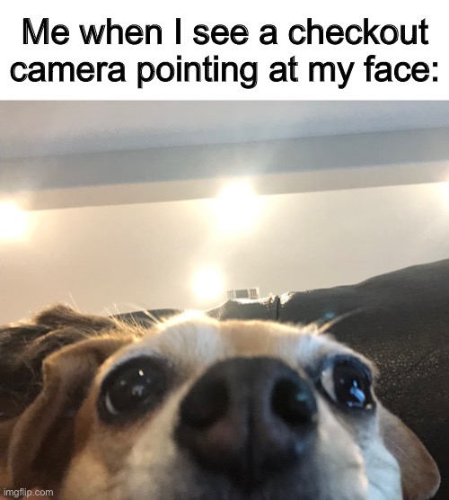 I’m very proud of this meme :D so true XD | Me when I see a checkout camera pointing at my face: | image tagged in dog staring at camera | made w/ Imgflip meme maker