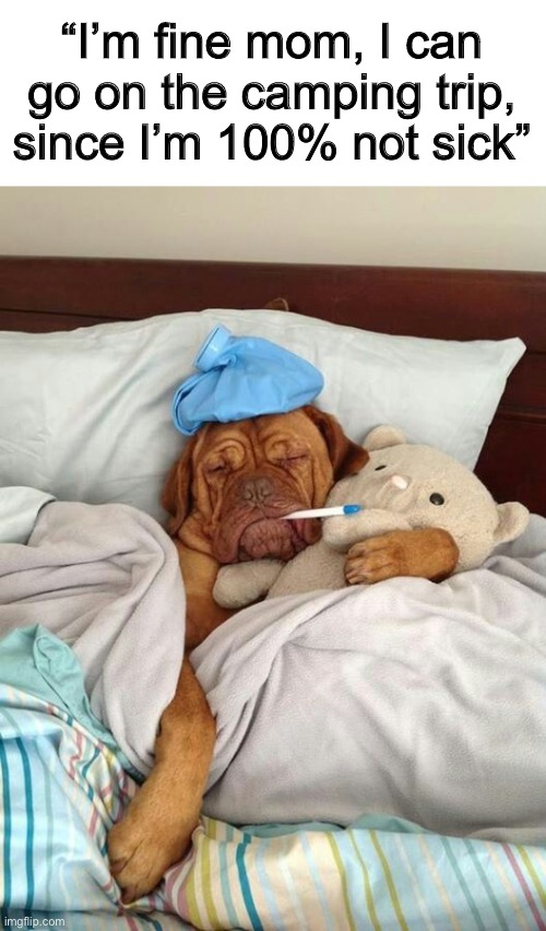 Yeah right… @_@ | “I’m fine mom, I can go on the camping trip, since I’m 100% not sick” | image tagged in sick dog | made w/ Imgflip meme maker