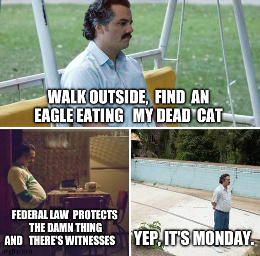I hate  eagles. | WALK OUTSIDE,  FIND  AN  EAGLE EATING   MY DEAD  CAT; FEDERAL LAW  PROTECTS   THE DAMN THING  AND   THERE'S WITNESSES; YEP, IT'S MONDAY. | image tagged in memes,sad pablo escobar,relatable memes,i hate mondays | made w/ Imgflip meme maker