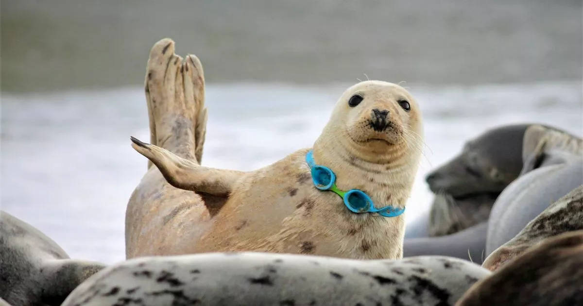 Seal wearing plastic swimming goggles found in t Blank Meme Template
