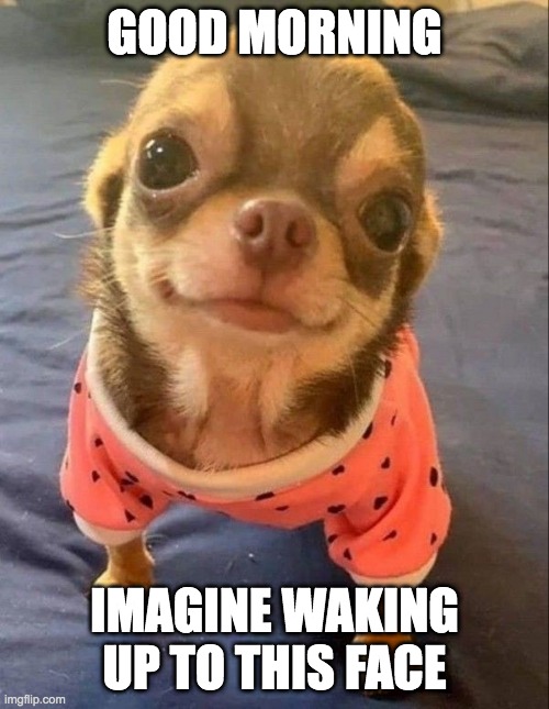 Imagine Waking up to this | GOOD MORNING; IMAGINE WAKING UP TO THIS FACE | image tagged in chihuahua,cute,adorable | made w/ Imgflip meme maker