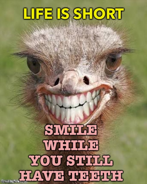 Smile | LIFE IS SHORT; SMILE WHILE YOU STILL HAVE TEETH | image tagged in teeth ostrich emu funny smile | made w/ Imgflip meme maker