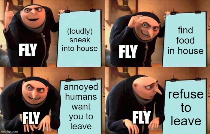 "I don't know how I got in... there's no open door there..." | (loudly) sneak into house; find food in house; FLY; FLY; annoyed
humans
want
you to
leave; refuse to leave; FLY; FLY | image tagged in memes,gru's plan | made w/ Imgflip meme maker