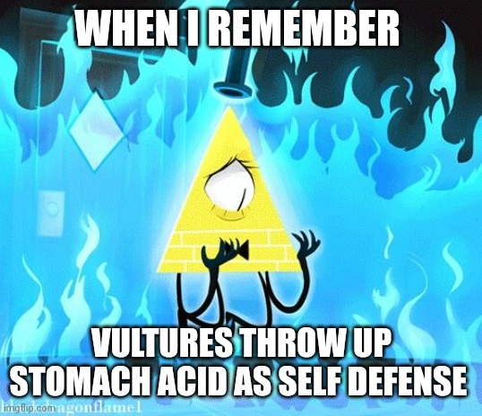 Vulture self defense is disgusting | WHEN I REMEMBER; VULTURES THROW UP STOMACH ACID AS SELF DEFENSE | image tagged in traumatized bill cipher | made w/ Imgflip meme maker