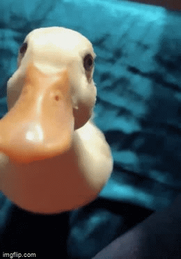 duck - Imgflip