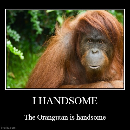 I HANDSOME | The Orangutan is handsome | image tagged in funny,demotivationals | made w/ Imgflip demotivational maker