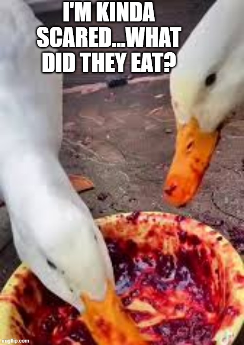 Cannibals? | I'M KINDA SCARED...WHAT DID THEY EAT? | image tagged in ducks | made w/ Imgflip meme maker
