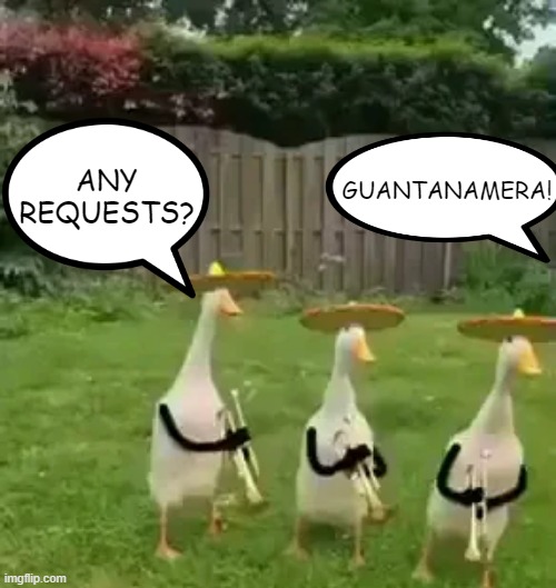 Musical Qucks | GUANTANAMERA! ANY REQUESTS? | image tagged in ducks,geese | made w/ Imgflip meme maker