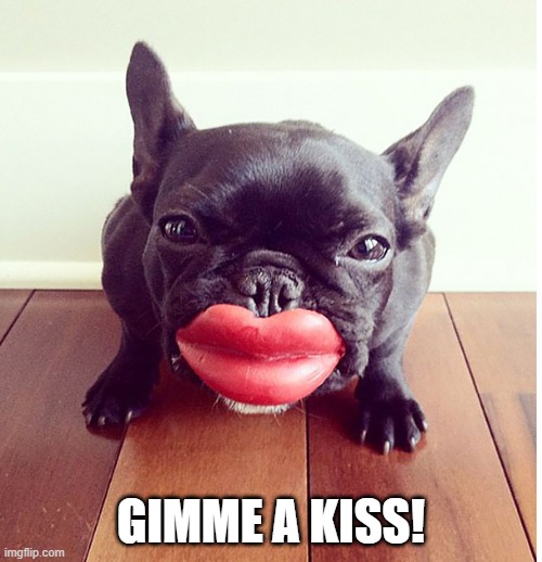 Lips | GIMME A KISS! | image tagged in funny dog | made w/ Imgflip meme maker