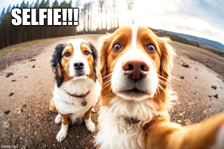 Selfie | SELFIE!!! | image tagged in funny dogs | made w/ Imgflip meme maker