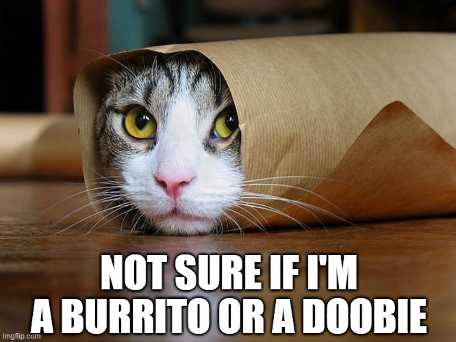 Cat Roll Up | NOT SURE IF I'M A BURRITO OR A DOOBIE | image tagged in funny cat | made w/ Imgflip meme maker