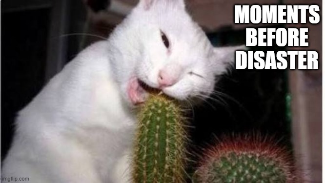 Catcuss | MOMENTS BEFORE DISASTER | image tagged in funny cat | made w/ Imgflip meme maker