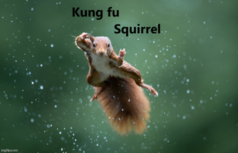 Kung fu Squirrel | image tagged in kung fu,funny memes,cute | made w/ Imgflip meme maker