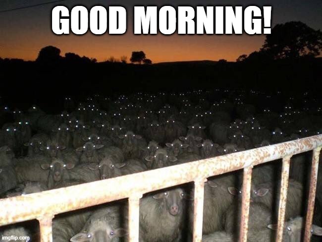 Holy Sheep! | GOOD MORNING! | image tagged in unsee juice | made w/ Imgflip meme maker