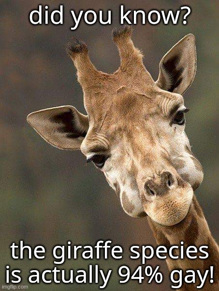 Giraffe  | did you know? the giraffe species is actually 94% gay! | made w/ Imgflip meme maker