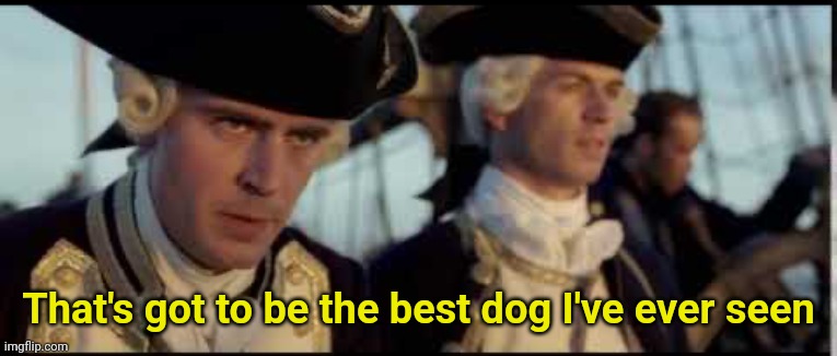 That’s got to be the best pirate I’ve ever seen | That's got to be the best dog I've ever seen | image tagged in that s got to be the best pirate i ve ever seen | made w/ Imgflip meme maker